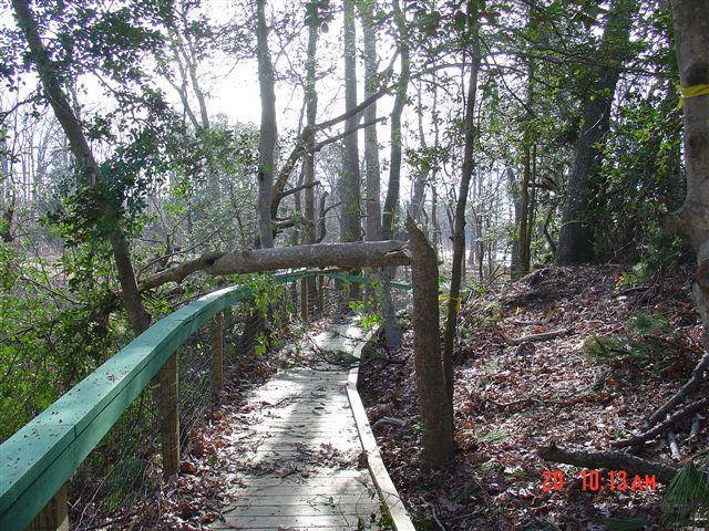 Wind Damage