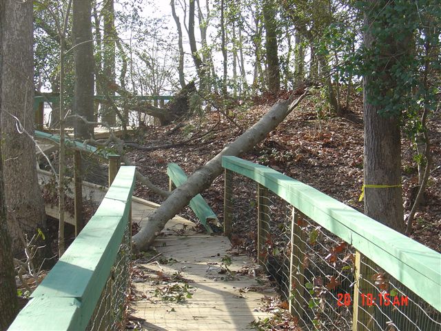 Wind Damage