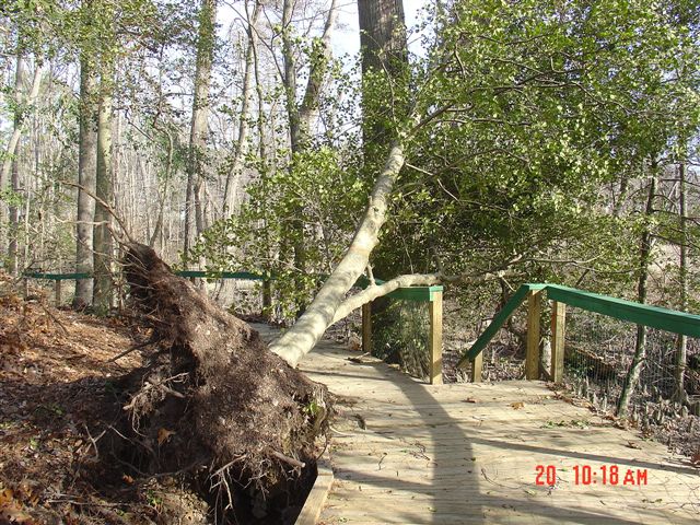 Wind Damage
