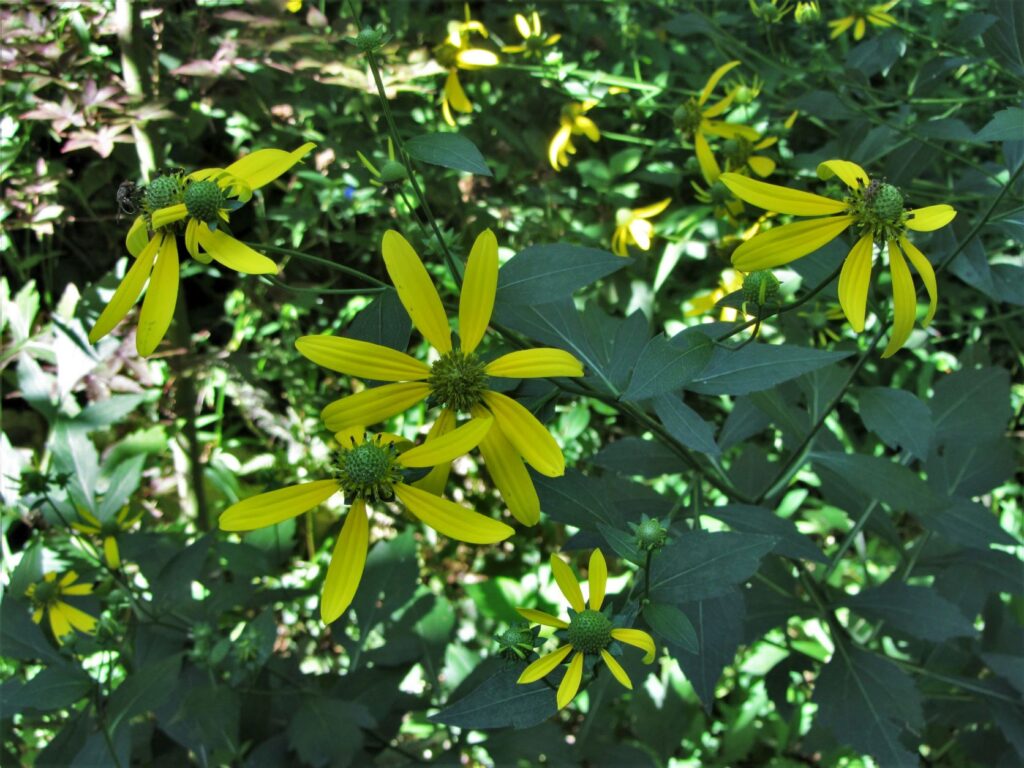 Container Gardening With Native Keystone Plants JCCWilliamsburg