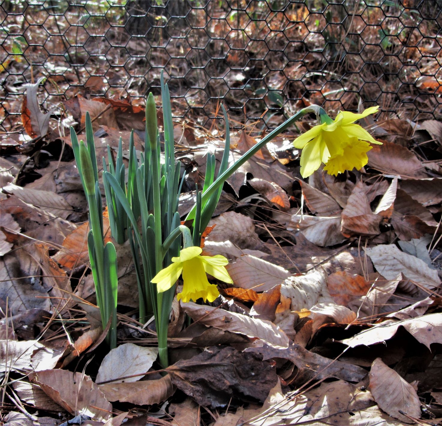 For Love of Narcissus - JCCWilliamsburg Master Gardener Association