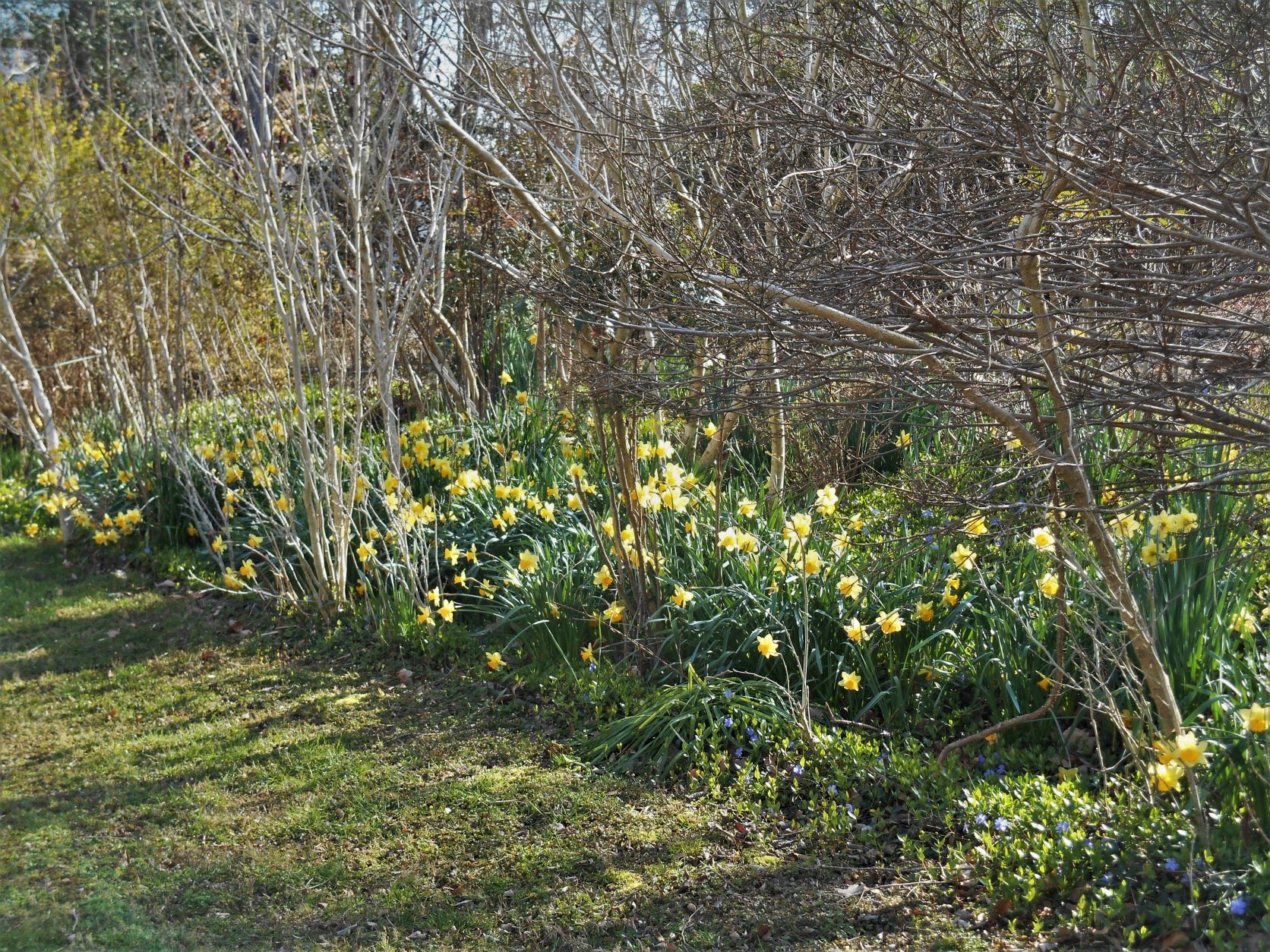 Plant Ties Like My Grandpa Used to Make - The Fabulous Garden