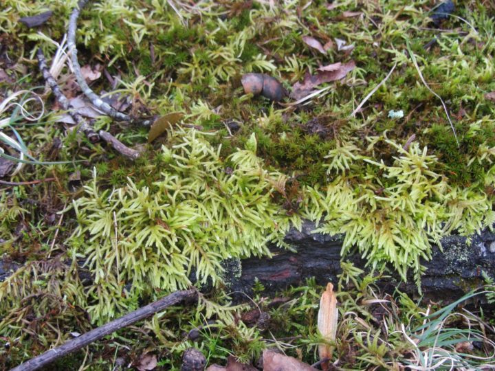 Cultivating Moss Part 1: Native Mosses in the Garden - JCCWilliamsburg ...