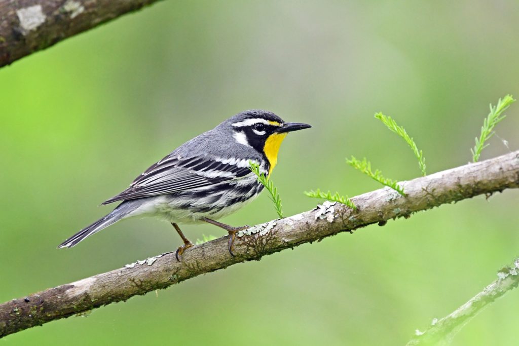 Yellow-throated Warbler, one of the early warblers arrives mid to late March
