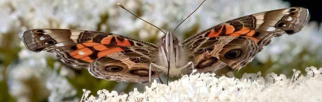 American Lady on viburnum