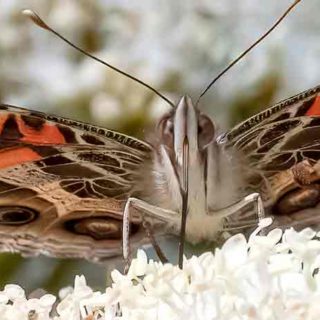American Lady on viburnum