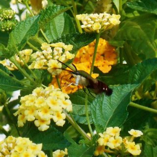 A hummingbird moth feeds on Lantana 'Chapel Hill Yellow'