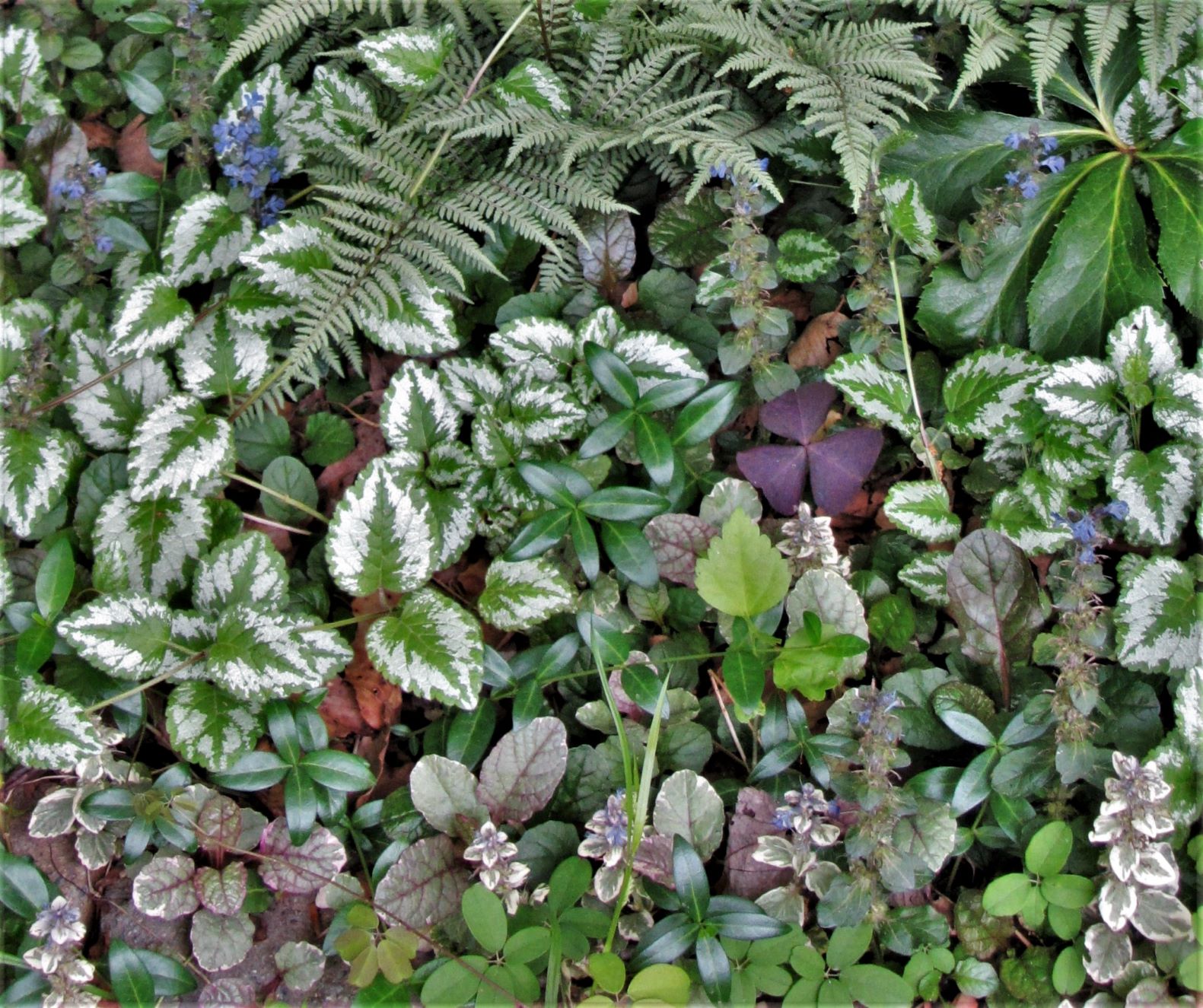 ground covers for sun