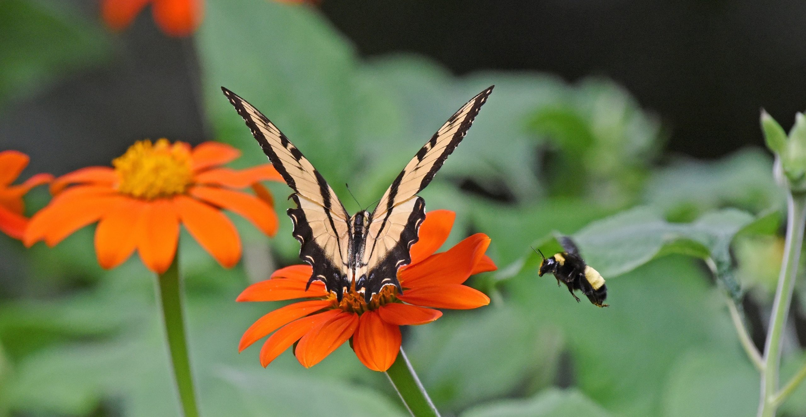 JCCWilliamsburg Master Gardener Association - Neighbors Helping