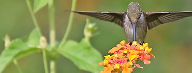  Ruby-throated Hummingbird on Lantana