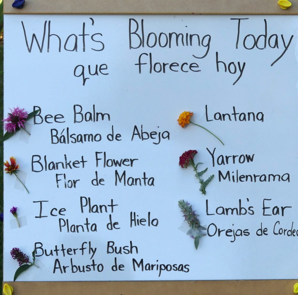 White Board for Flower Identification using English and Spanish. This display is updated for each work session.