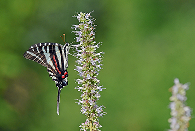  Zebra-Swallowtail on Blue-fortune Hyssop