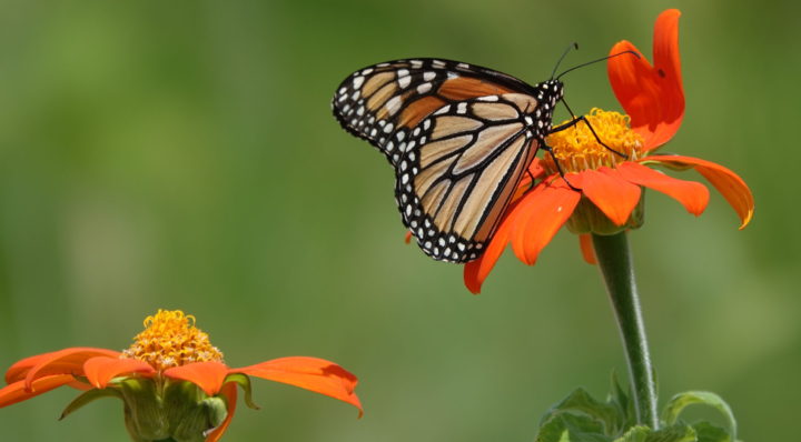 JCCWilliamsburg Master Gardener Association - Neighbors Helping