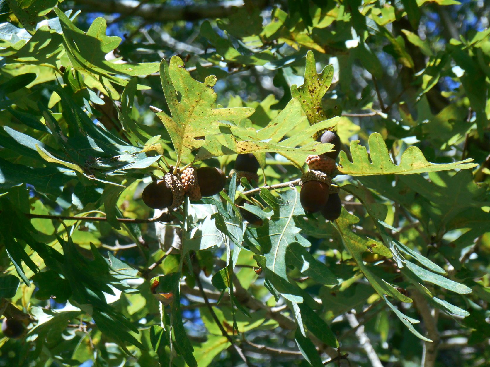 types of oak trees