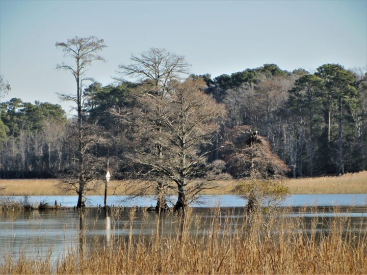 Identifying Local Trees in Winter - JCCWilliamsburg Master Gardener ...