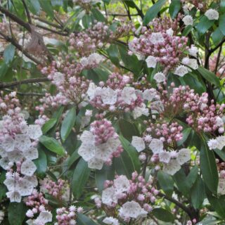 mountain laurel in bloom