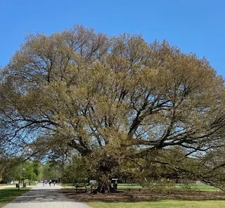 Compton Oak CW Arboretum
