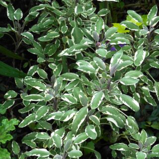 Tricolor culinary sage