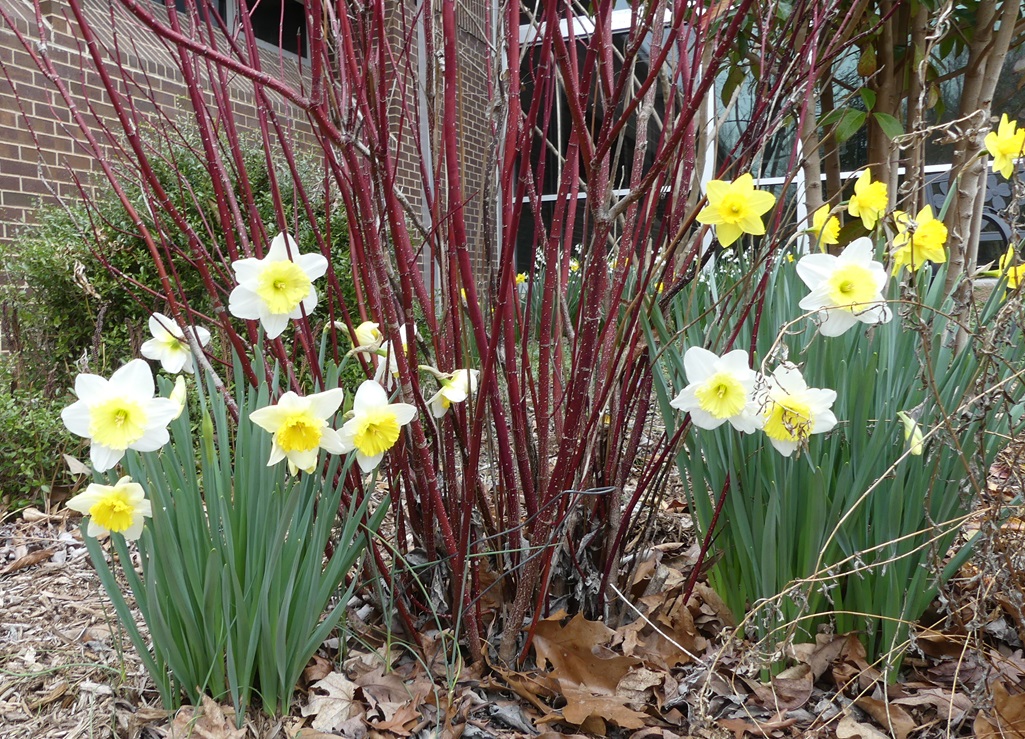 Daffodils Water Wise Garden