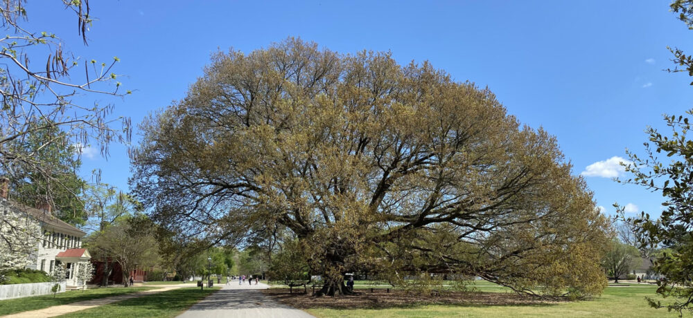 Colonial Williamsburg Compton Oak