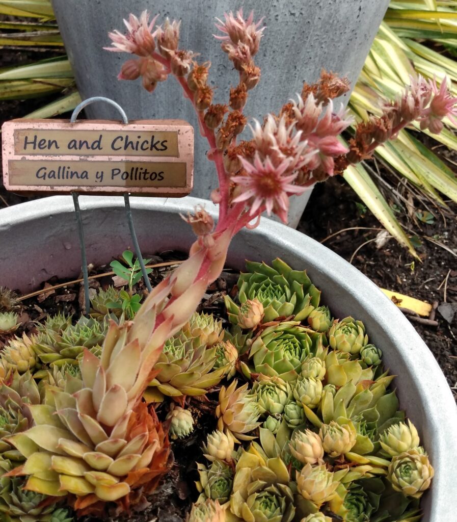 Bilingual Plant Tags