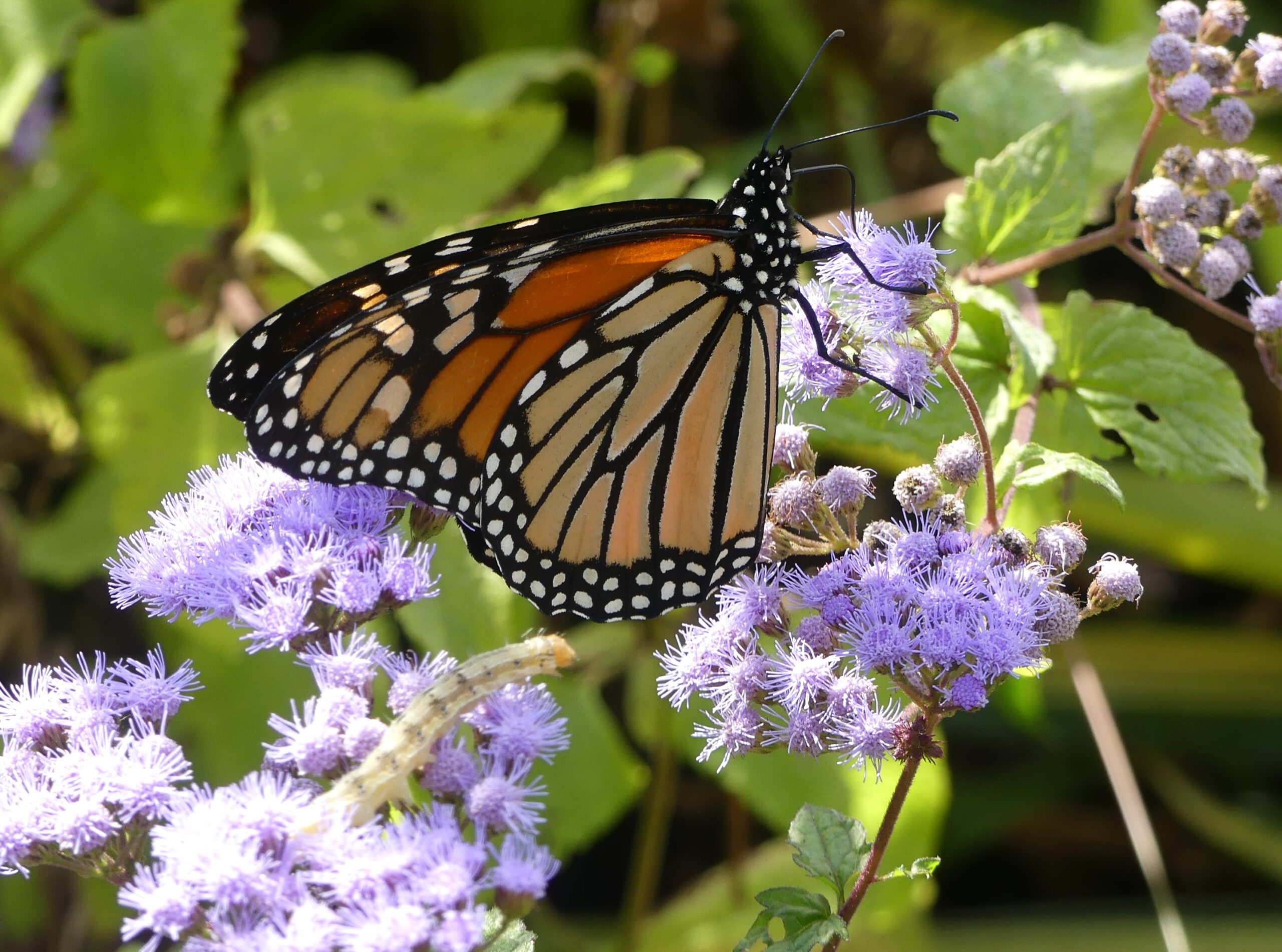 Butterly on Milkweed