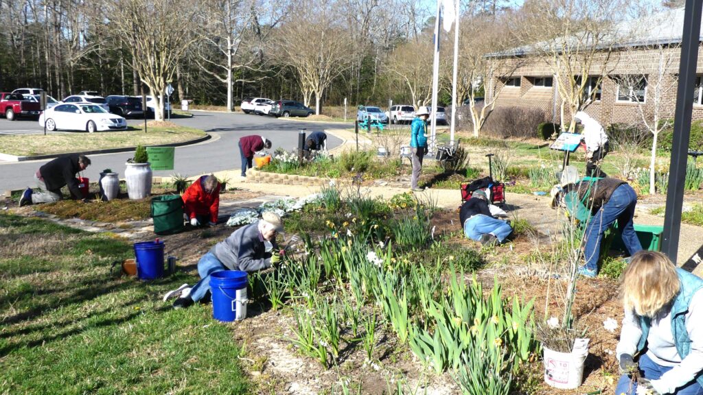 MG Volunteers working in the Water Wise Garden