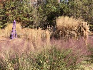 Native Grasses