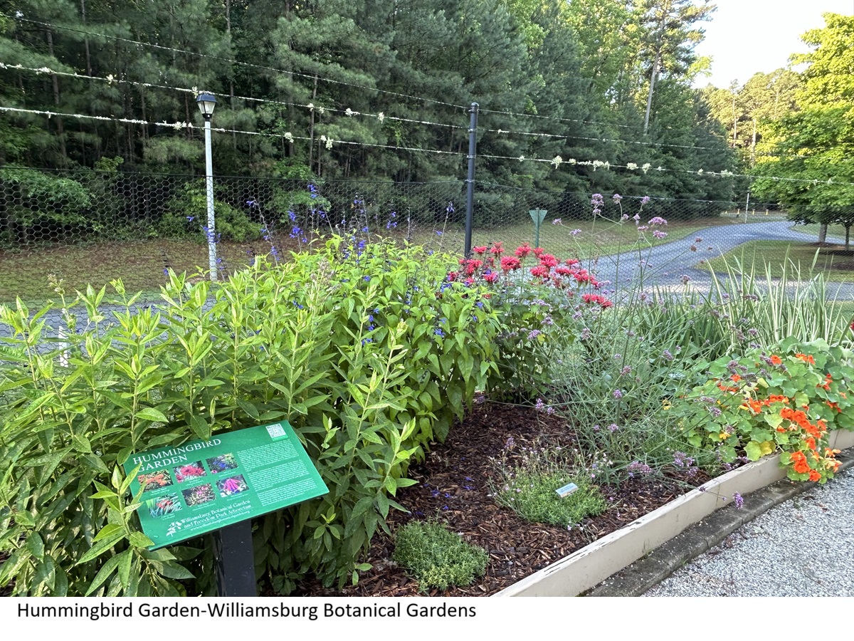 Hummingbird Garden
