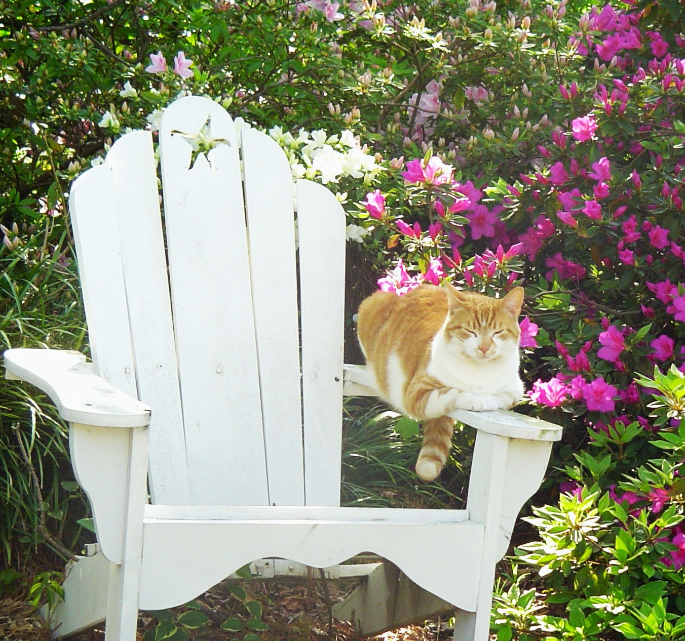 National Cat Day and Adoptoberfest, HHS JCCWilliamsburg Master