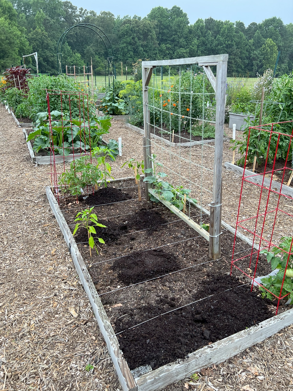 Photo of garden's east bed