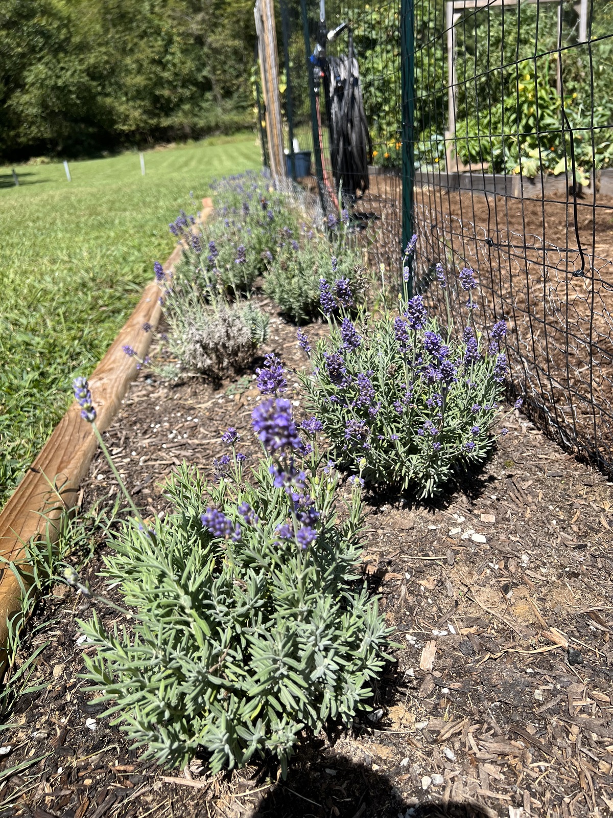 Lavendar plants in garden pollinator border
