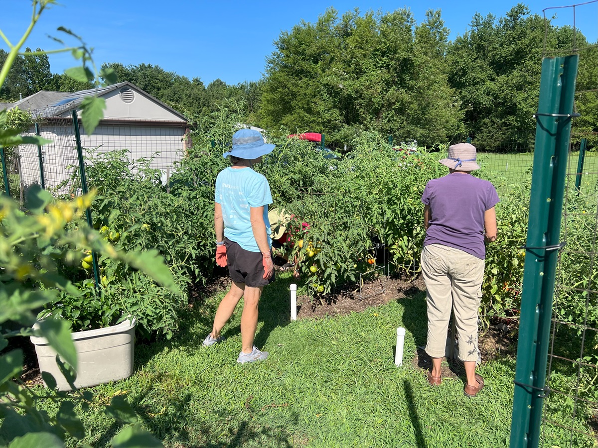 Master Gardeners harvesting tomatoes for Food Bank