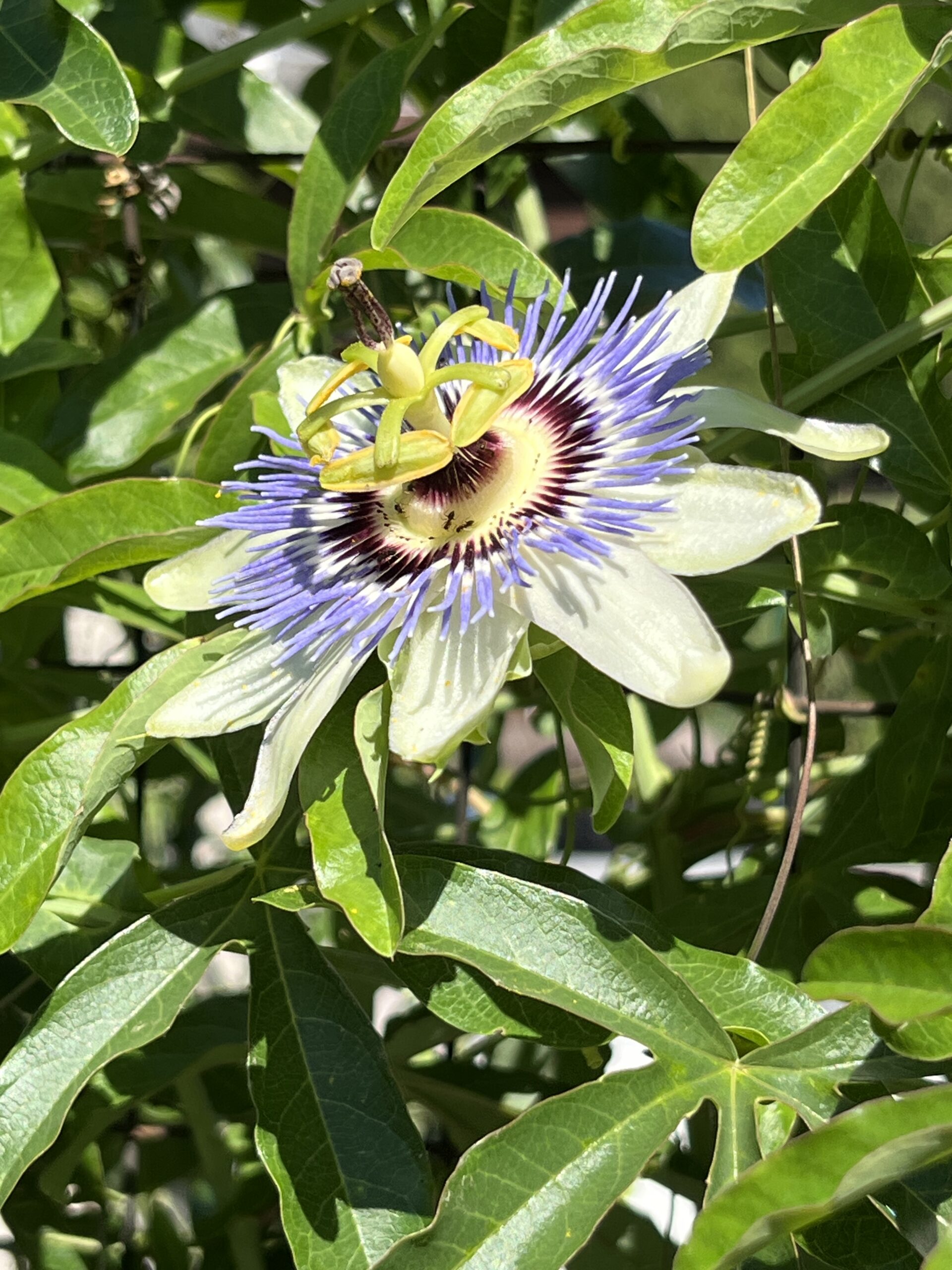 Passion Flower
