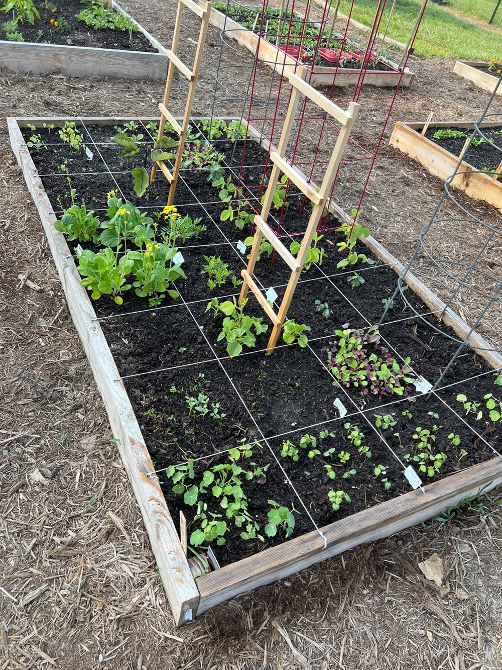 Square foot gardening