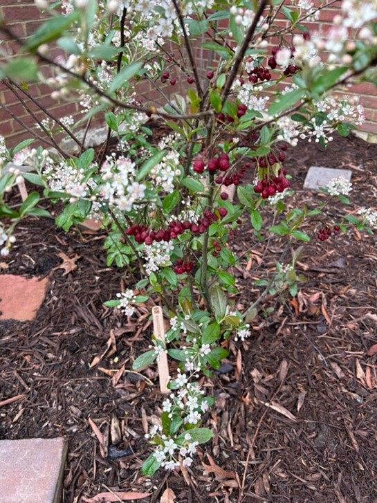 Plant at Jamestown Settlement Cafe Garden