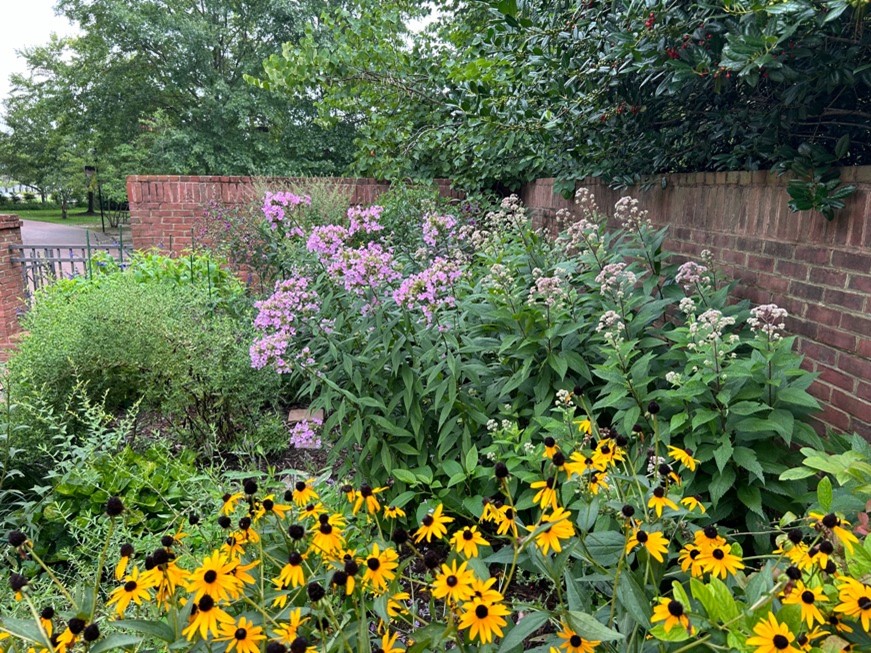 Plants in bloom at the Jamestown Settlement Garden Cafe