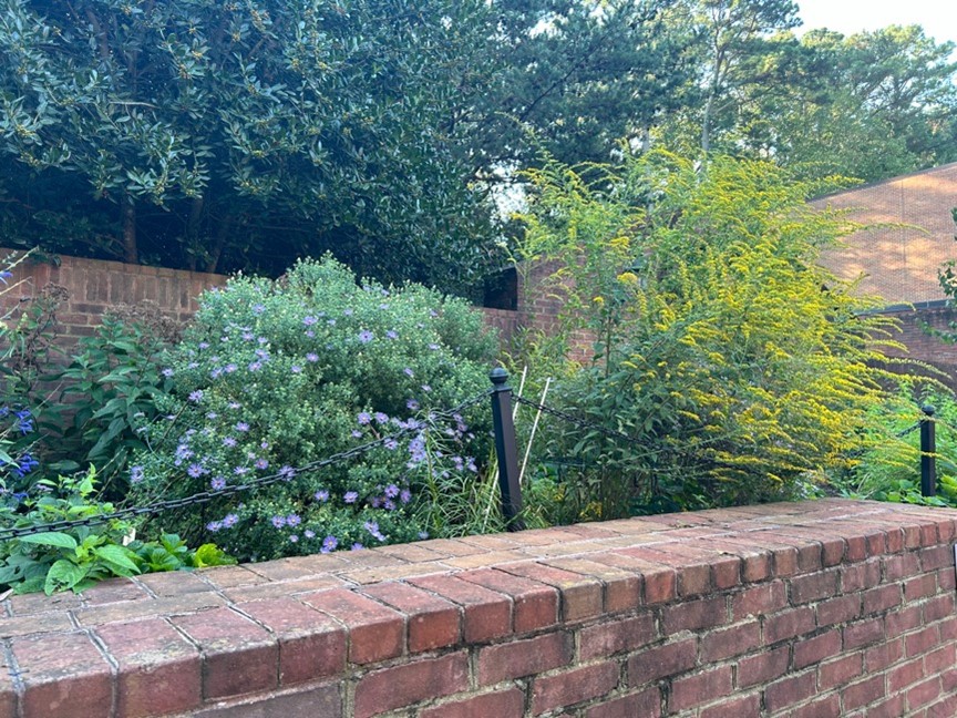 Plant at Jamestown Settlement Cafe Garden bed
