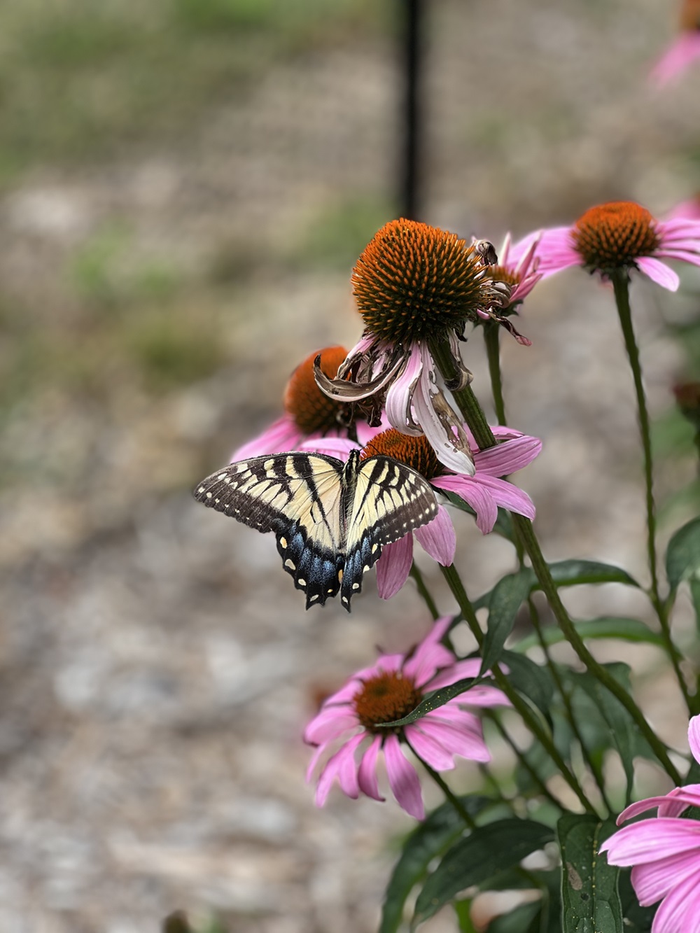 Butterfly on a coneflower