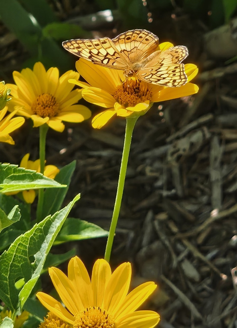 Butterfly on yellow flower