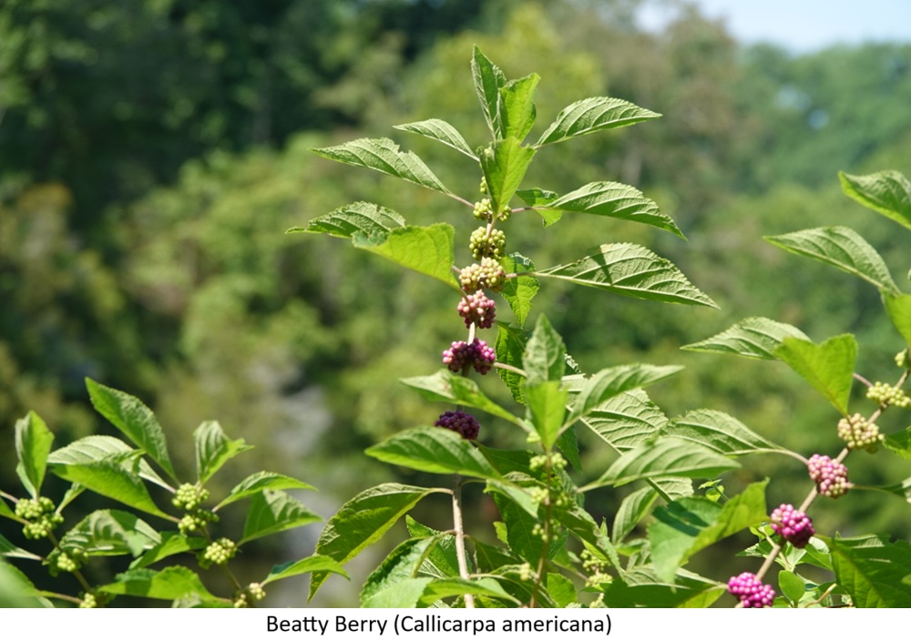Beauty Berry