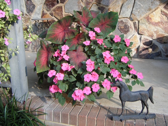 Plant Container on porch